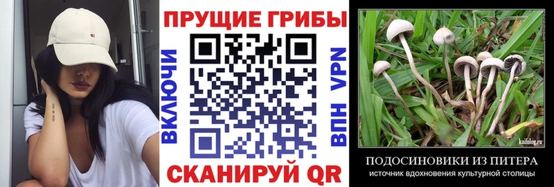 Галлюциногенные грибы Psilocybine cubensis  Игра 
